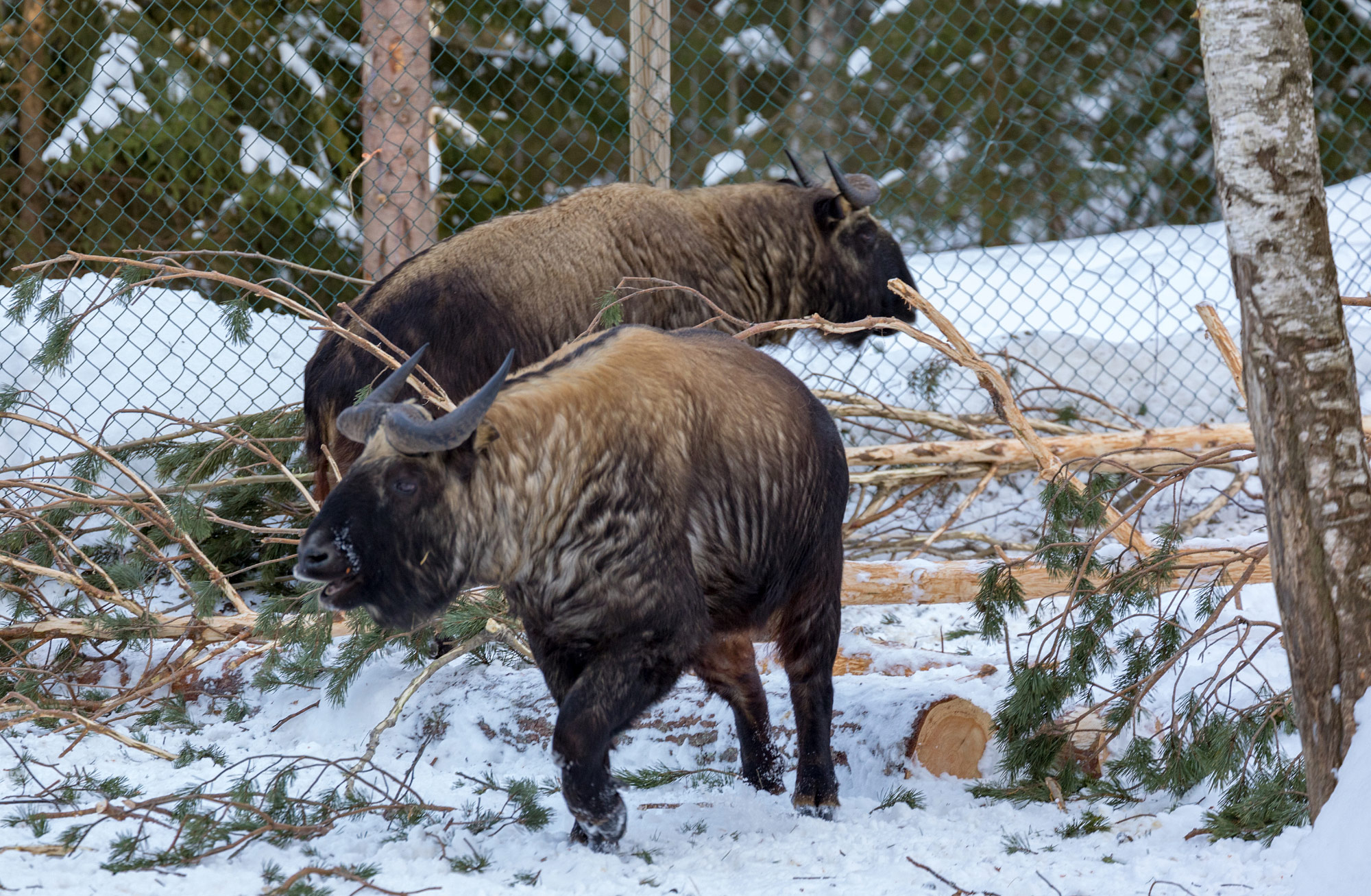Ähtäri Zoo